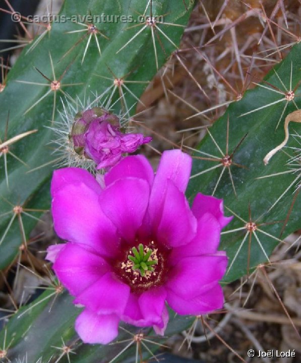 Echinocereus cinerascens ehrenbergii P1120883